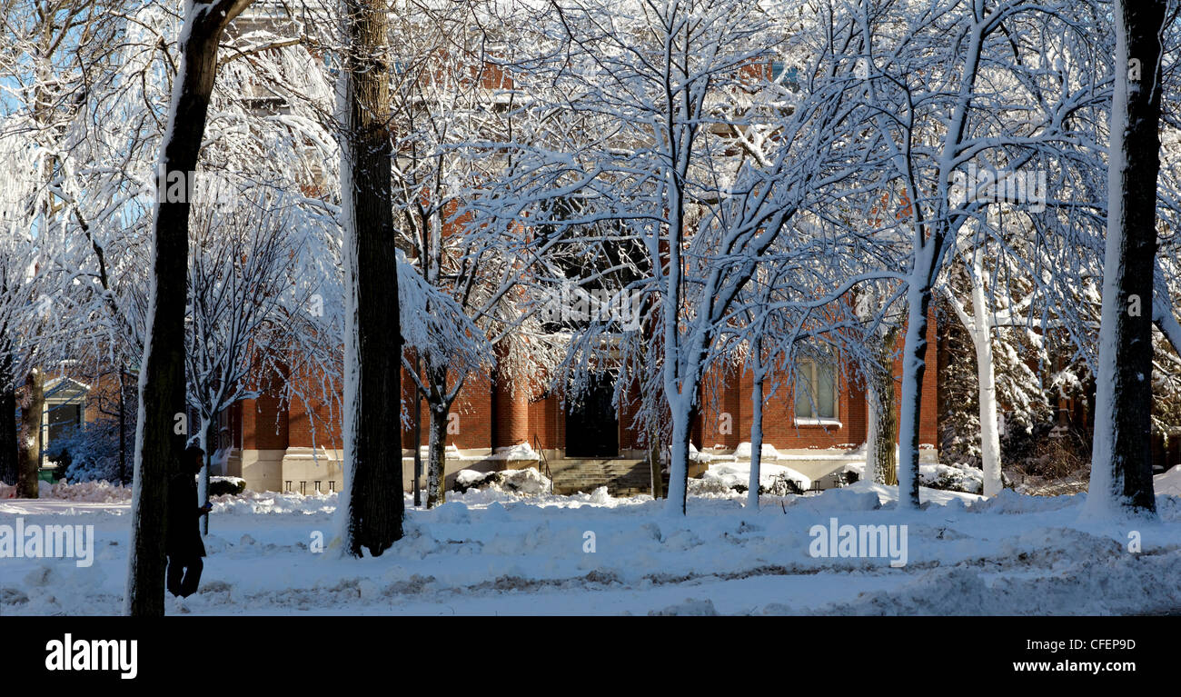 Harvard Yard, il vecchio centro di Harvard University campus, smerigliati in neve il giorno dopo una bufera di neve. Foto Stock