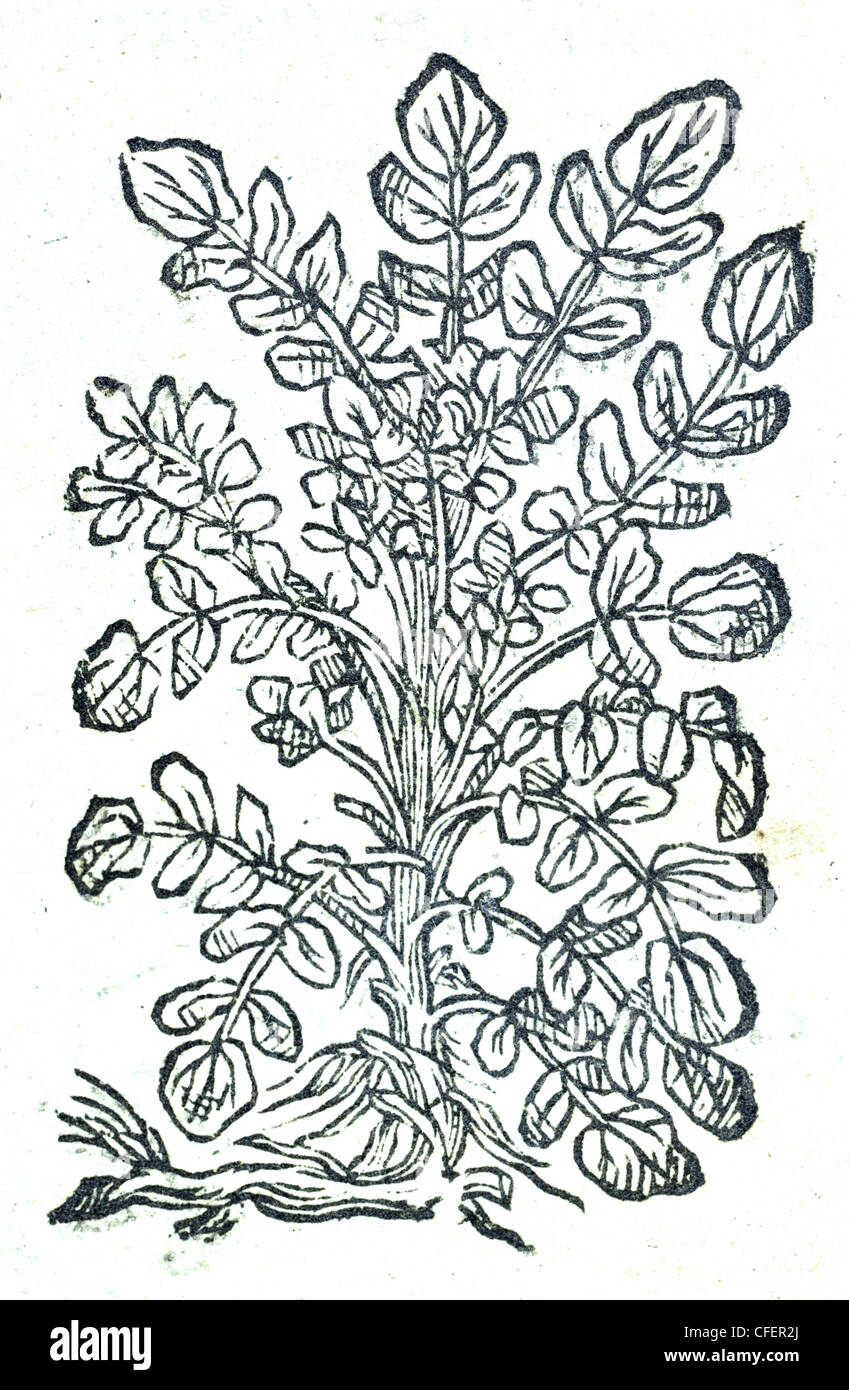 Illustrazione botanica del XVIII secolo taglio di legno di Watercress / Nasturzio officinale  Nasturzio Aquaticum supinum / Sismum Aquaticum, Apoth. Foto Stock