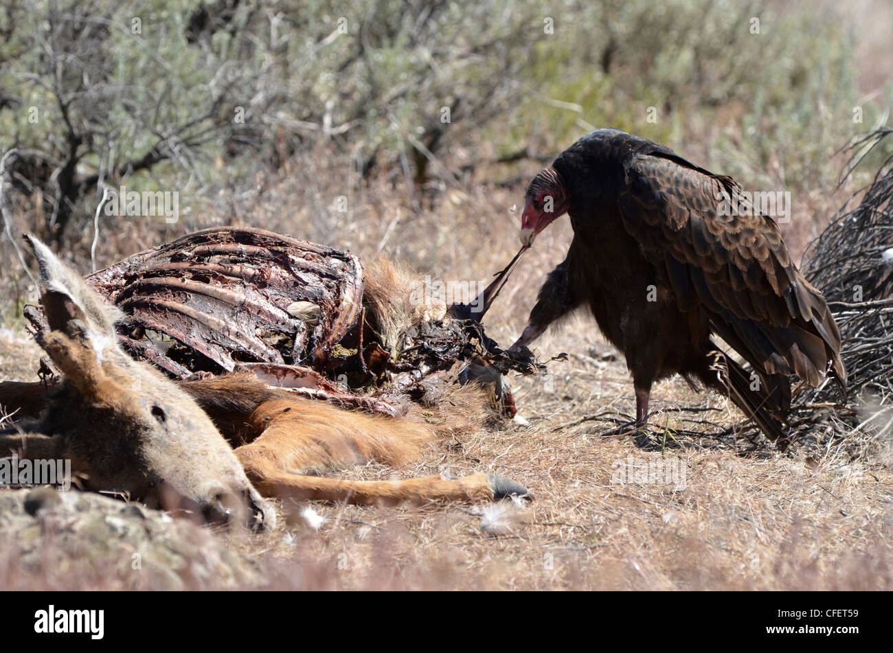 Vulture mangiare cervi, Central Oregon. Foto Stock