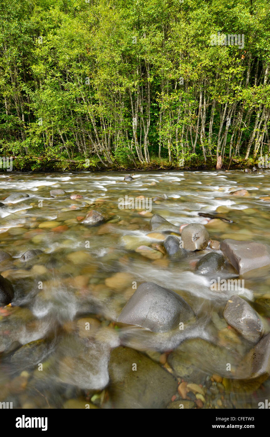 Rocky rapido su Oregon Breitenbush del fiume. Foto Stock