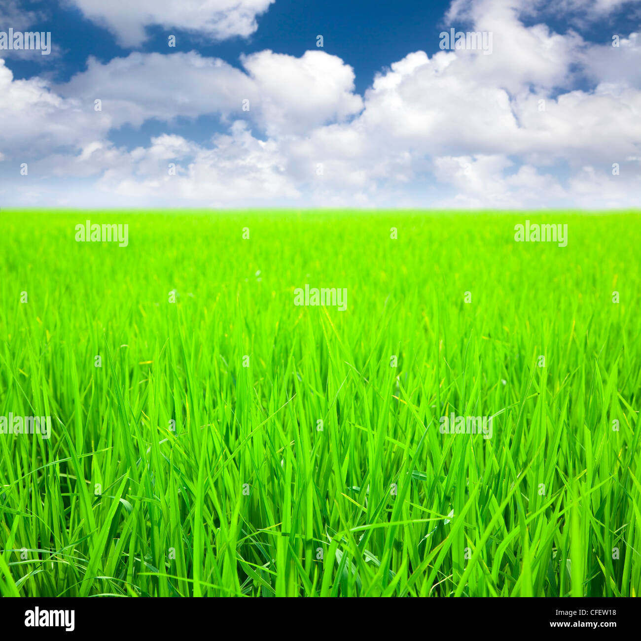 Campo di riso con sfondo nuvola al tempo della molla Foto Stock