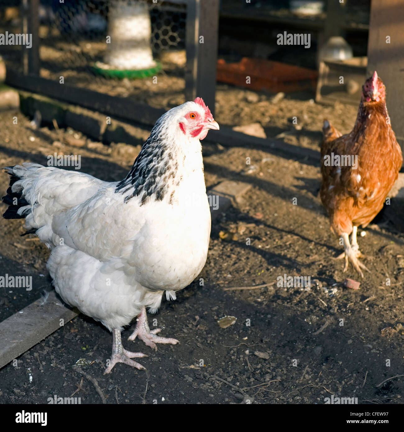 Una luce Sussex gallina e un Bovans Goldline Gallina ibrida in un cortile coop. Foto Stock