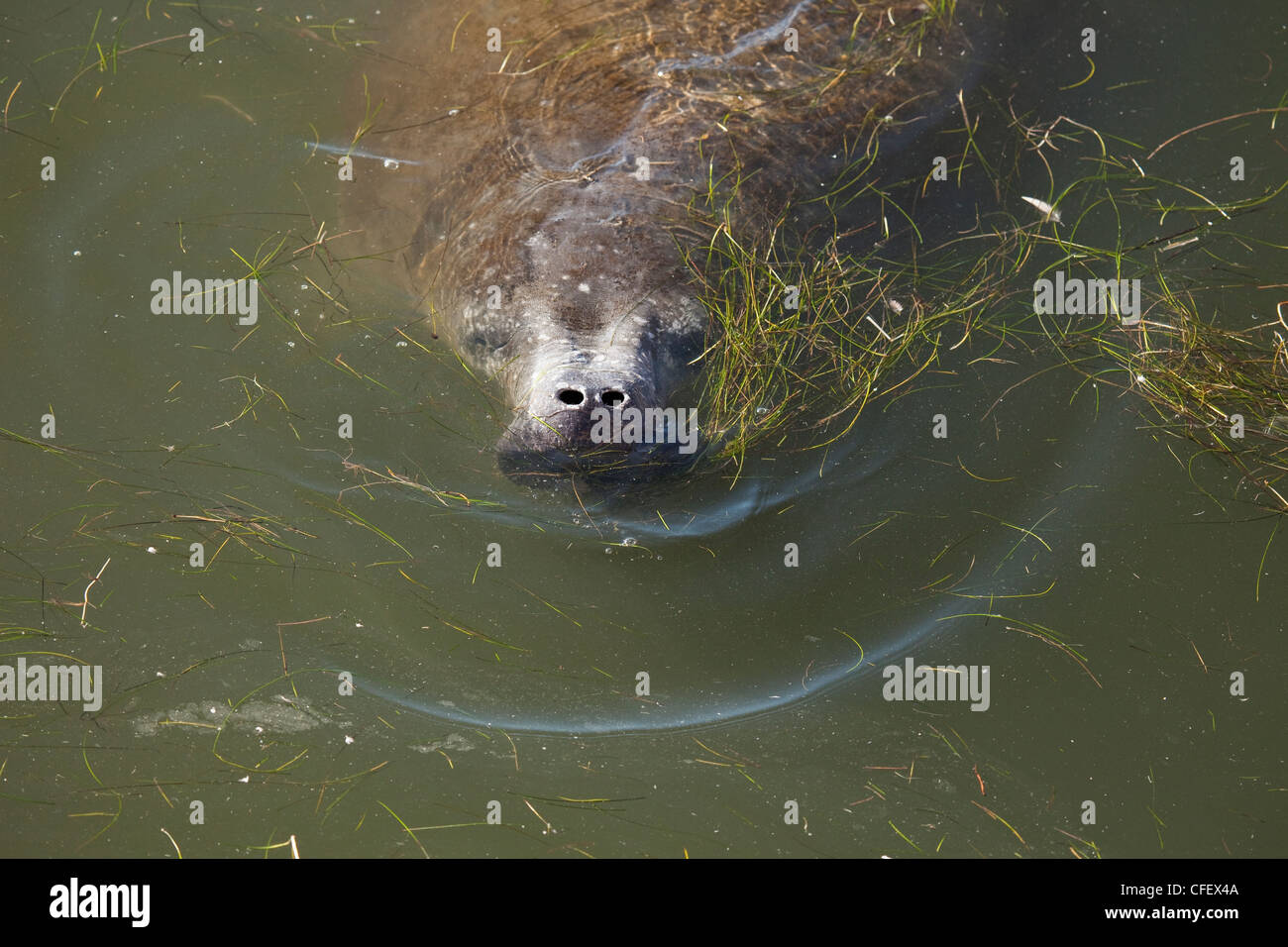 Lamantino coming up per aria come nuota nelle acque di Merritt Island, Florida, Stati Uniti d'America. Foto Stock