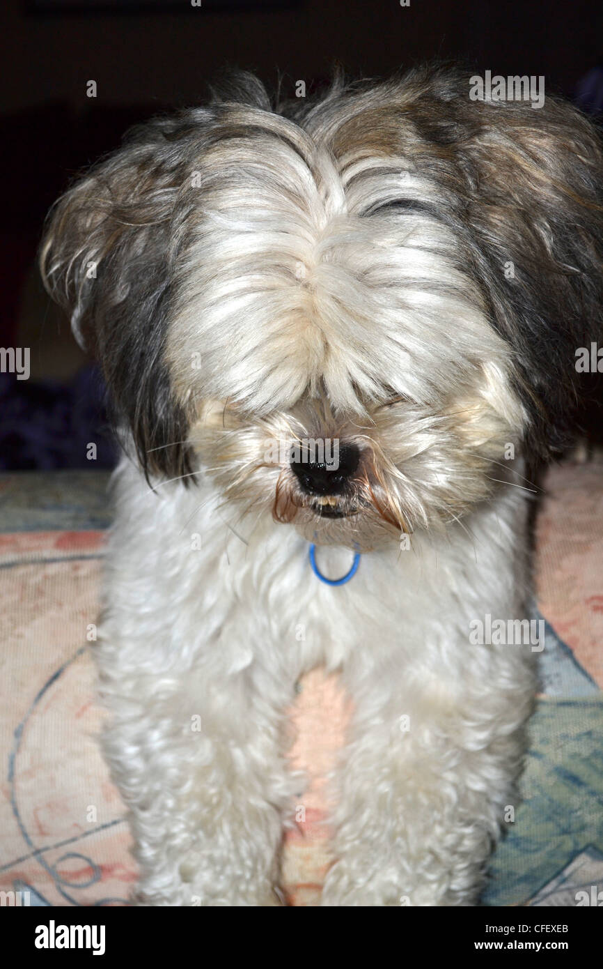 Carino il maltese shih tzu appoggiata Foto Stock