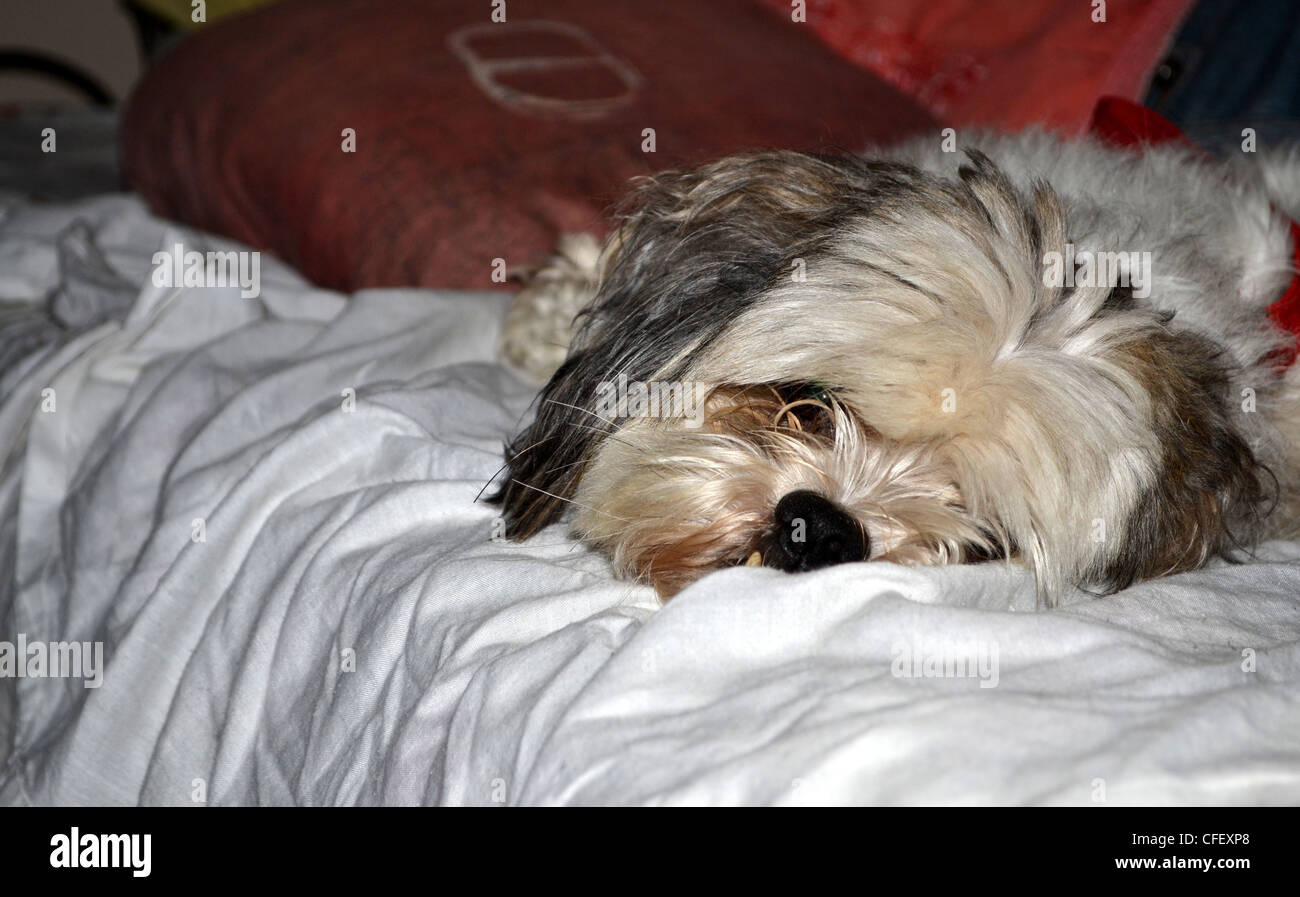 Carino il maltese shih tzu appoggiata Foto Stock