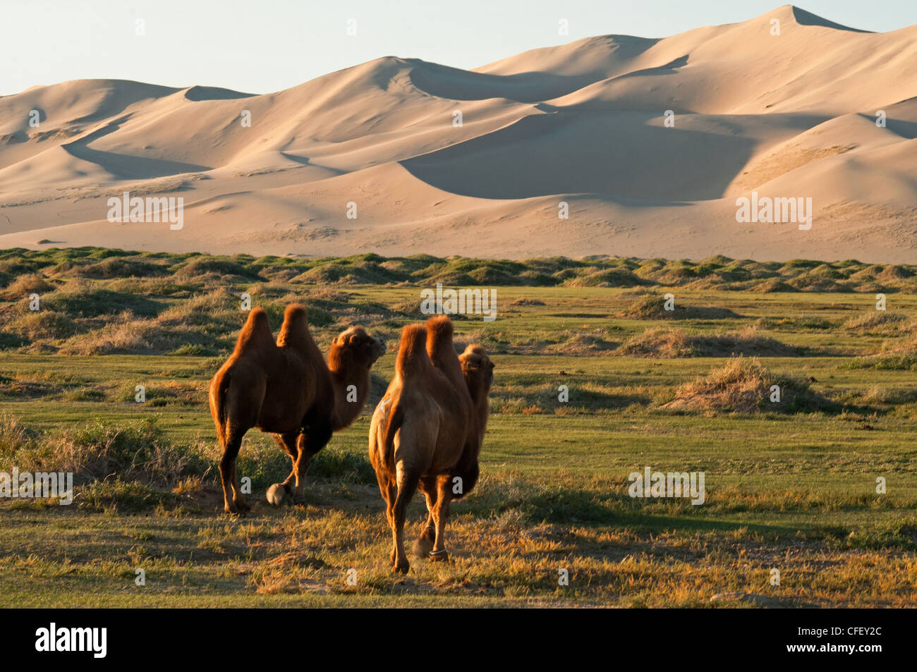 Twin humped Bactrian cammelli di sunrise al Khongoryn Els dune di sabbia nel deserto del Gobi della Mongolia Foto Stock