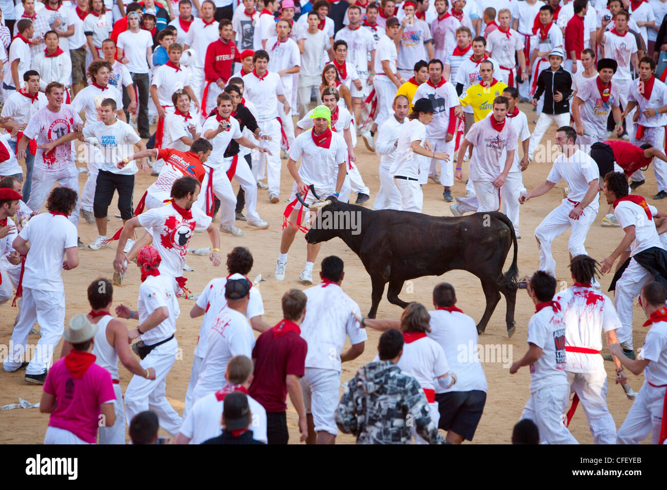Vaquilla (po) di vacca, Encierro nella Plaza de Toros, San Fermin Fiesta, Pamplona, Navarra, Spagna, Europa Foto Stock