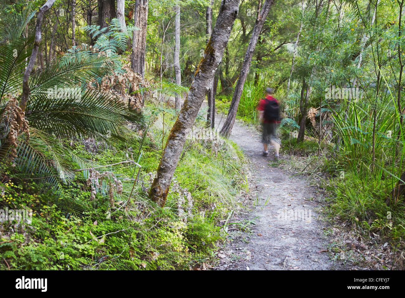 L'uomo escursionismo in Warren National Park, Pemberton, Australia occidentale, Australia Pacific Foto Stock