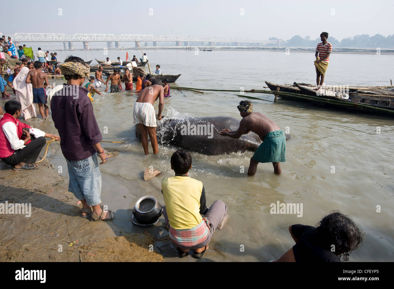 Elephant essendo lavato da mahout nelle acque del fiume santo Ganges, Patna, Bihar, in India, Asia Foto Stock