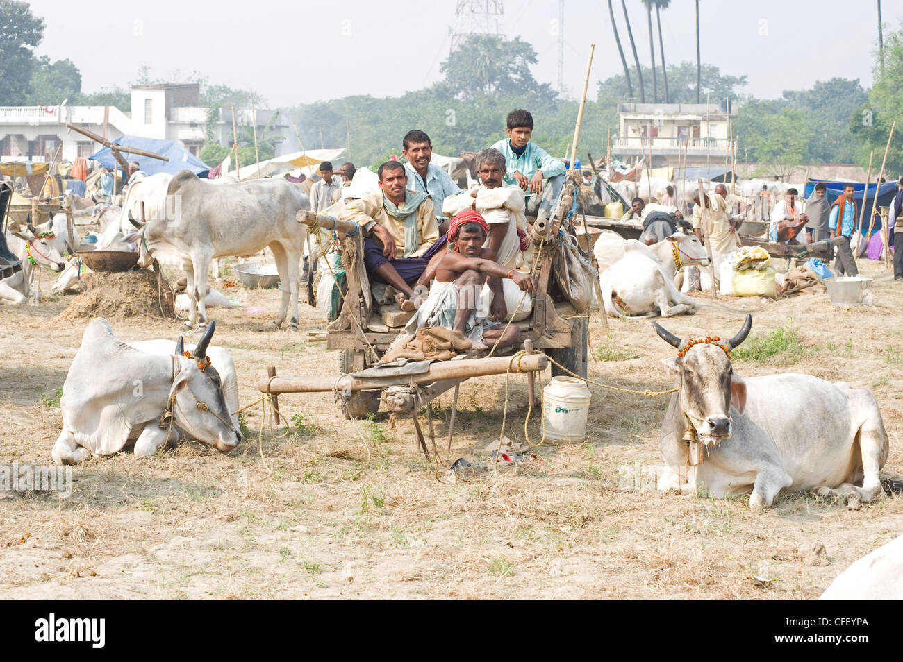 Bihari gli agricoltori e i proprietari di bestiame sul carrello di legno, con le loro mucche in vendita presso la Sonepur fiera del bestiame, vicino a Patna, Bihar, in India Foto Stock