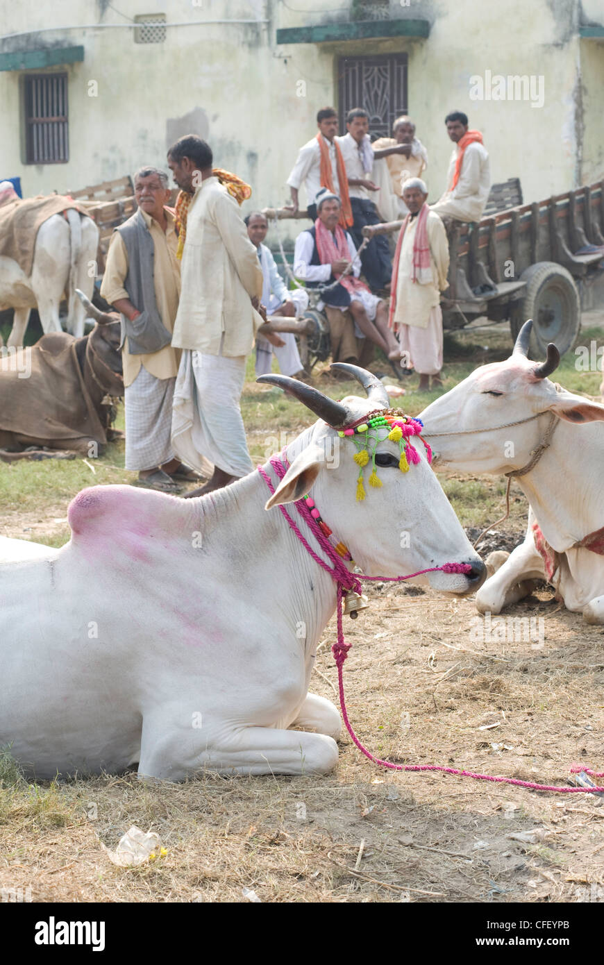 Le mucche bianche, decorate in vendita presso il Sonepur annuale Fiera del Bestiame nei pressi di Patna, Bihar, in India, Asia Foto Stock