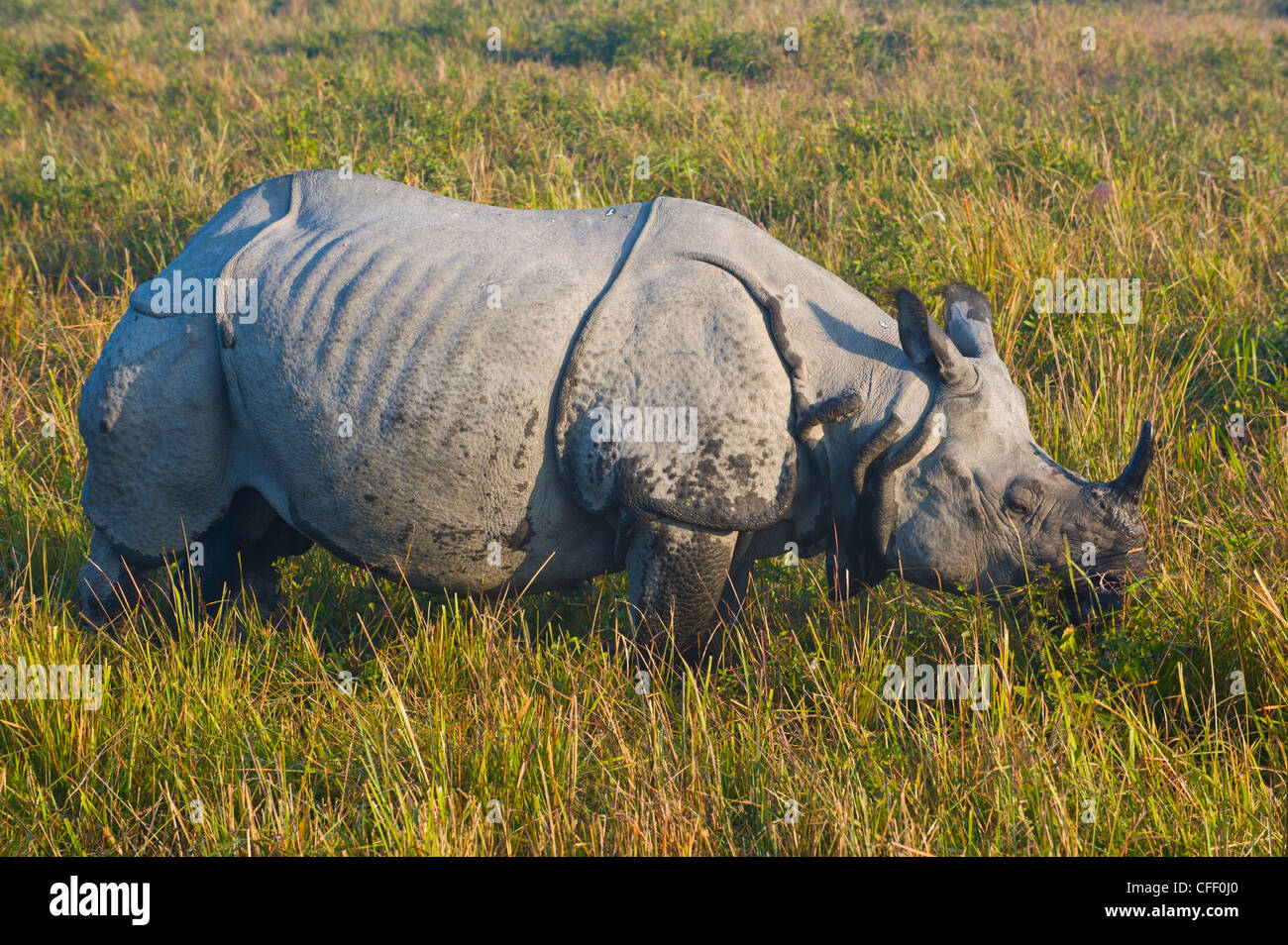 Il rinoceronte indiano (Rhinoceros unicornis), il Parco Nazionale di Kaziranga, Sito Patrimonio Mondiale dell'UNESCO, Assam, Nordest dell India India Foto Stock