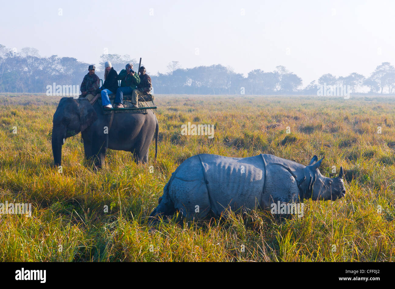 I turisti su un elefante guardando un rinoceronte indiano (Rhinoceros unicornis), il Parco Nazionale di Kaziranga, Assam, India Foto Stock
