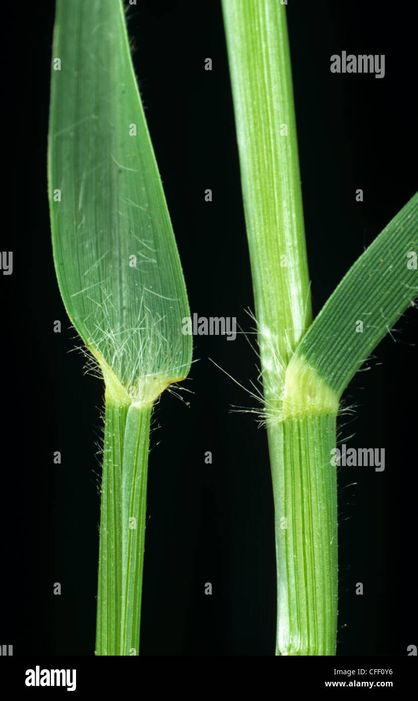 Bermuda Grass (Cynodon dactylon) foglie ligula & nodo Foto Stock