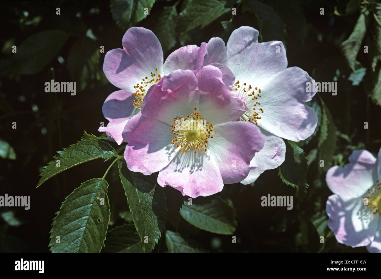 La rosa canina (Rosa canina) in fiore in un inglese di siepe Foto Stock