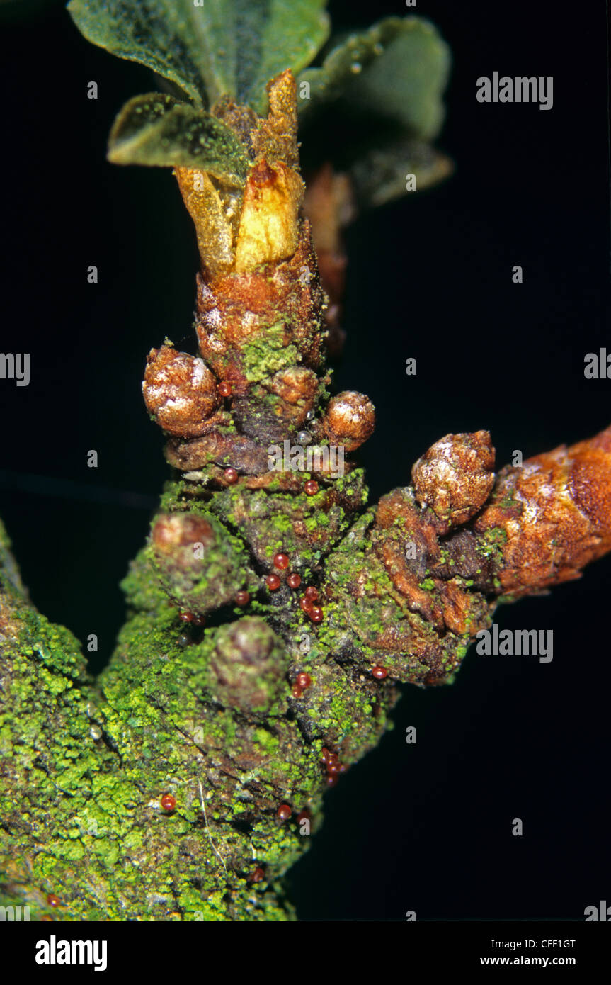 Alberi da frutto acaro rosso (Panonychus ulmi) Uova di svernamento sulla corteccia di Apple Foto Stock