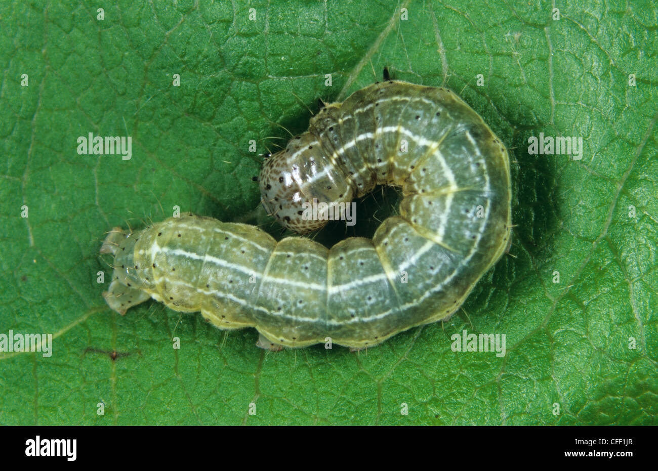 Dun-bar tarma (Cosmis trapezina) caterpillar su una foglia di Apple Foto Stock