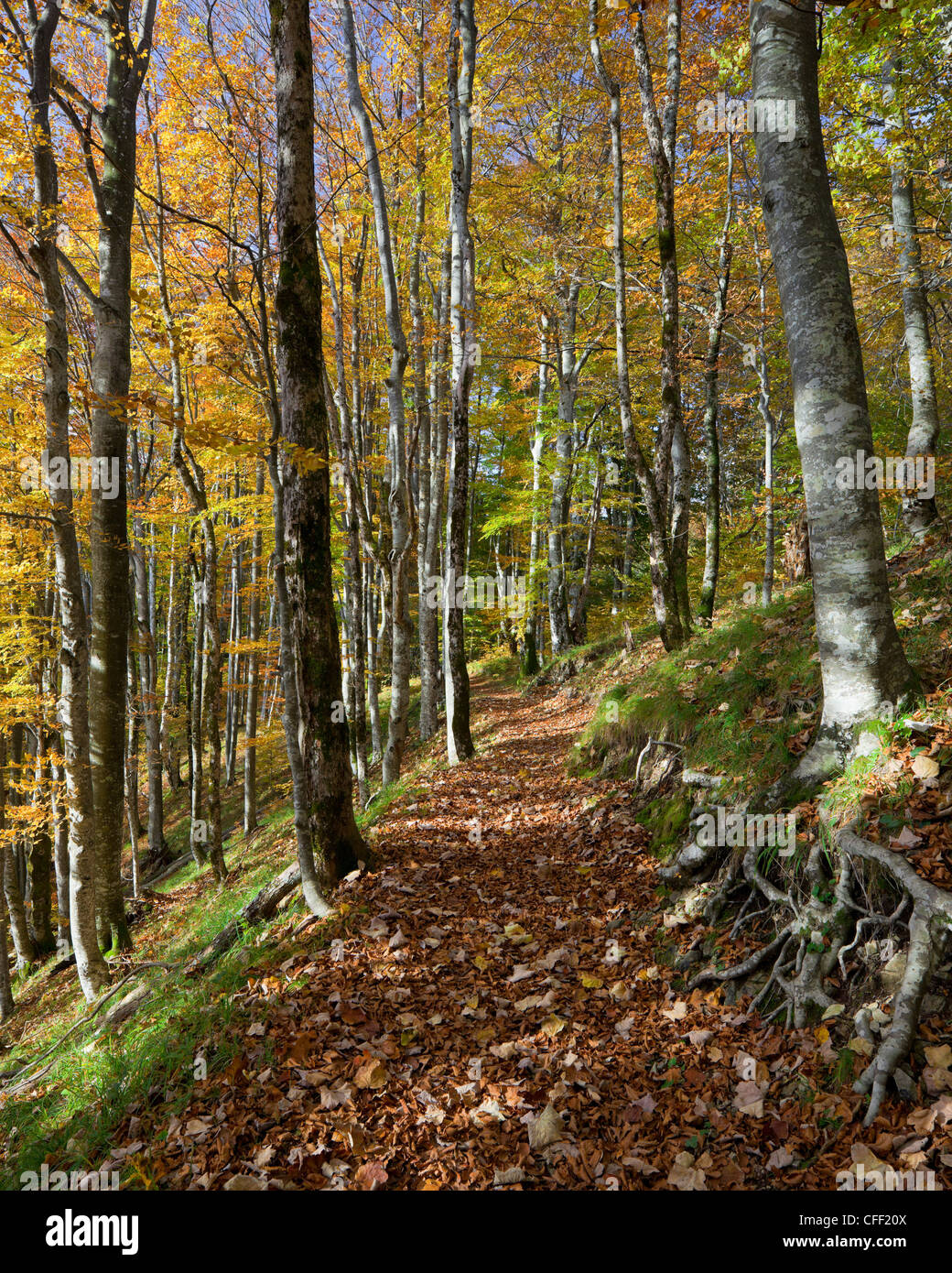 Fogliame di autunno su un percorso nella foresta, Plivice Lakes National Park, Croazia, Europa Foto Stock
