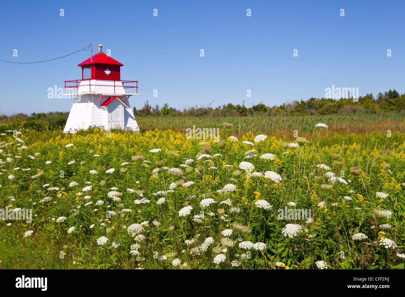 Spia gamma nel campo di fiori selvatici, Howard Cove, Prince Edward Island, Canada Foto Stock