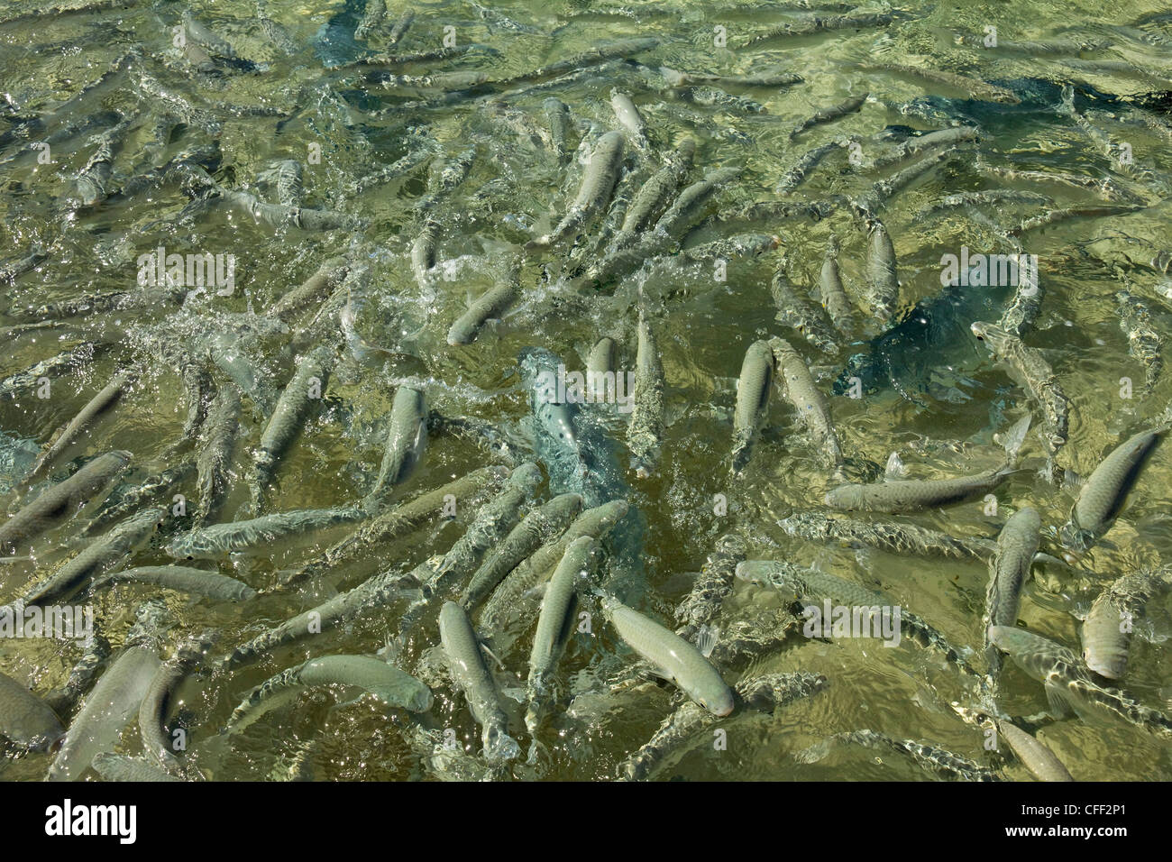 Nutrire i pesci di Ned's Beach, il Mare di Tasmania, Isola di Lord Howe, Nuovo Galles del Sud, Australia Foto Stock