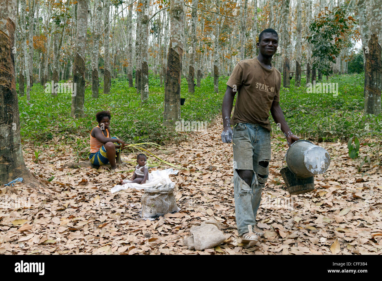 Un uomo in un bosco vicino a Duékoué nel processo di gomma raccolta,Dukoue,Costa d Avorio ,Costa d Avorio,Africa occidentale Foto Stock