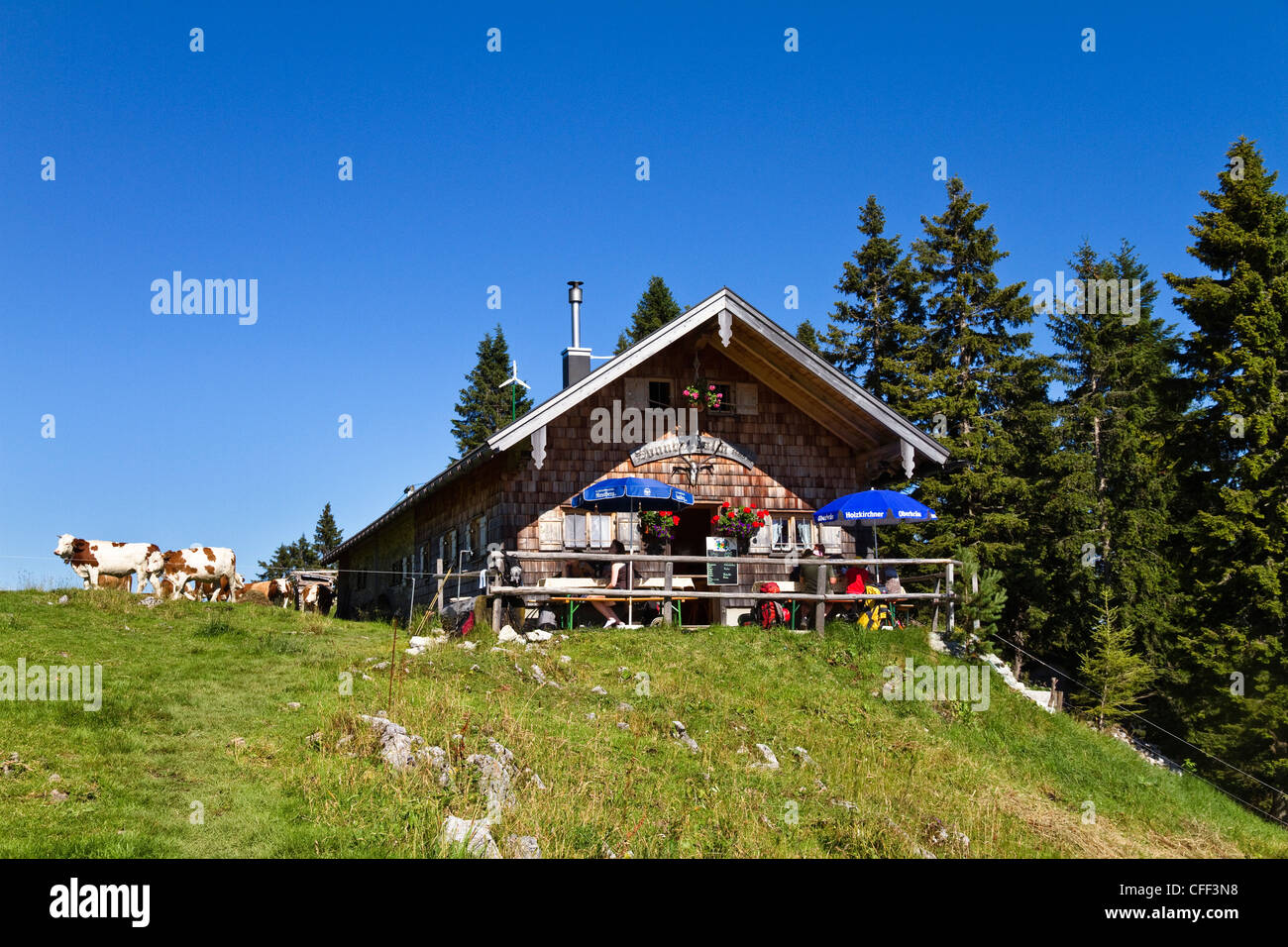 Rifugio di montagna Sonnbergalm con mucche nella luce del sole, montagne Mangfall, Alta Baviera, Germania, Europa Foto Stock