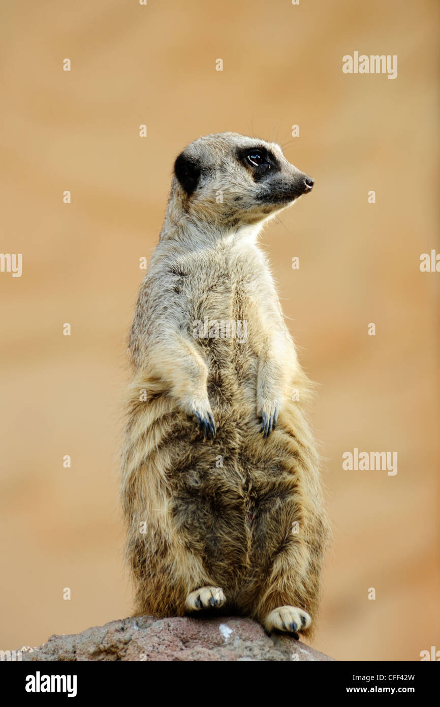 Captive meerkat (suricata suricatta), Cango Wildlife Ranch vicino a Oudtshoorn, Western Cape, Sud Africa Foto Stock