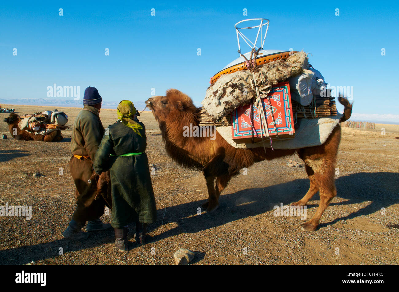 Transumanza nomade con cammello, Provincia di Khovd, Mongolia, Asia Centrale, Asia Foto Stock