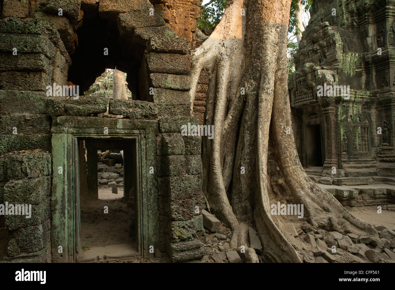 Mighty ebano a Ta Prohm, Preah Khan, Angkor, Cambogia, Asia Foto Stock