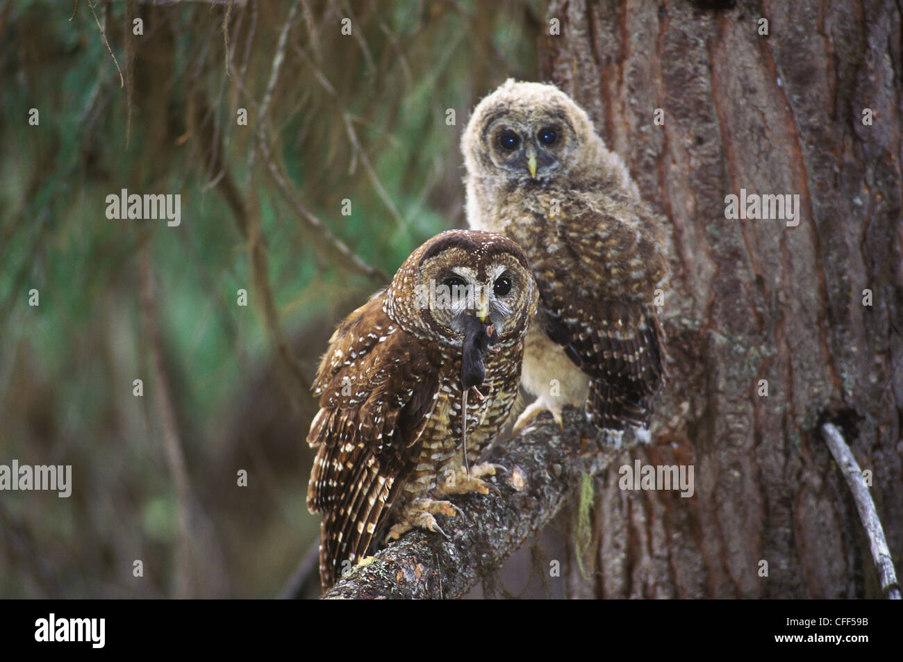 Giovani Northern Spotted Owls Nest Strix Foto Stock