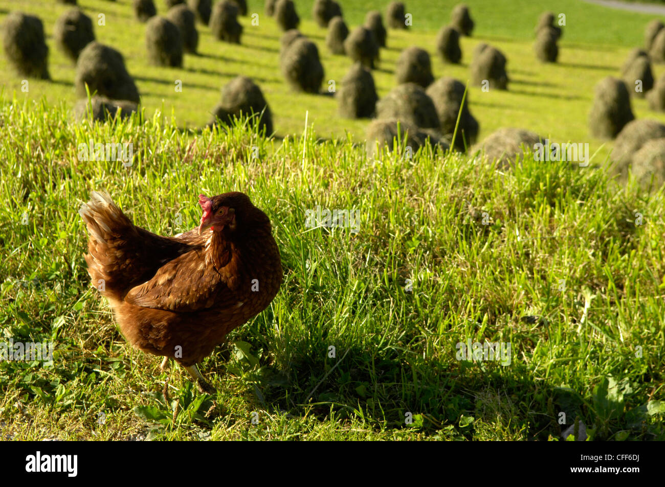 Pollo in un prato alpino con balle di fieno, Val Pusteria, Alto Adige, Italia, Europa Foto Stock