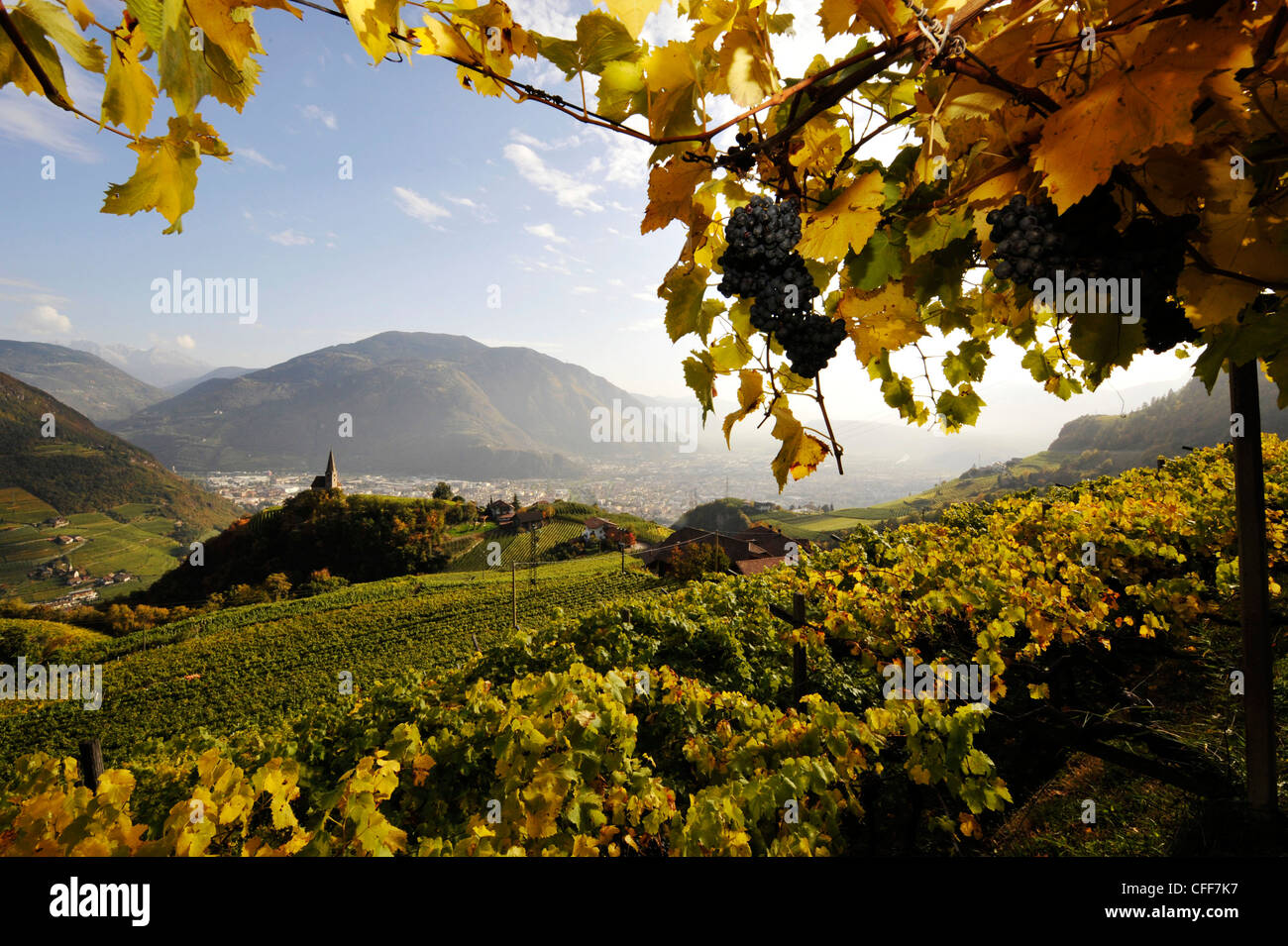 Regione viticola in autunno, St Georg, Alto Adige, Alto Adige, Italia Foto Stock