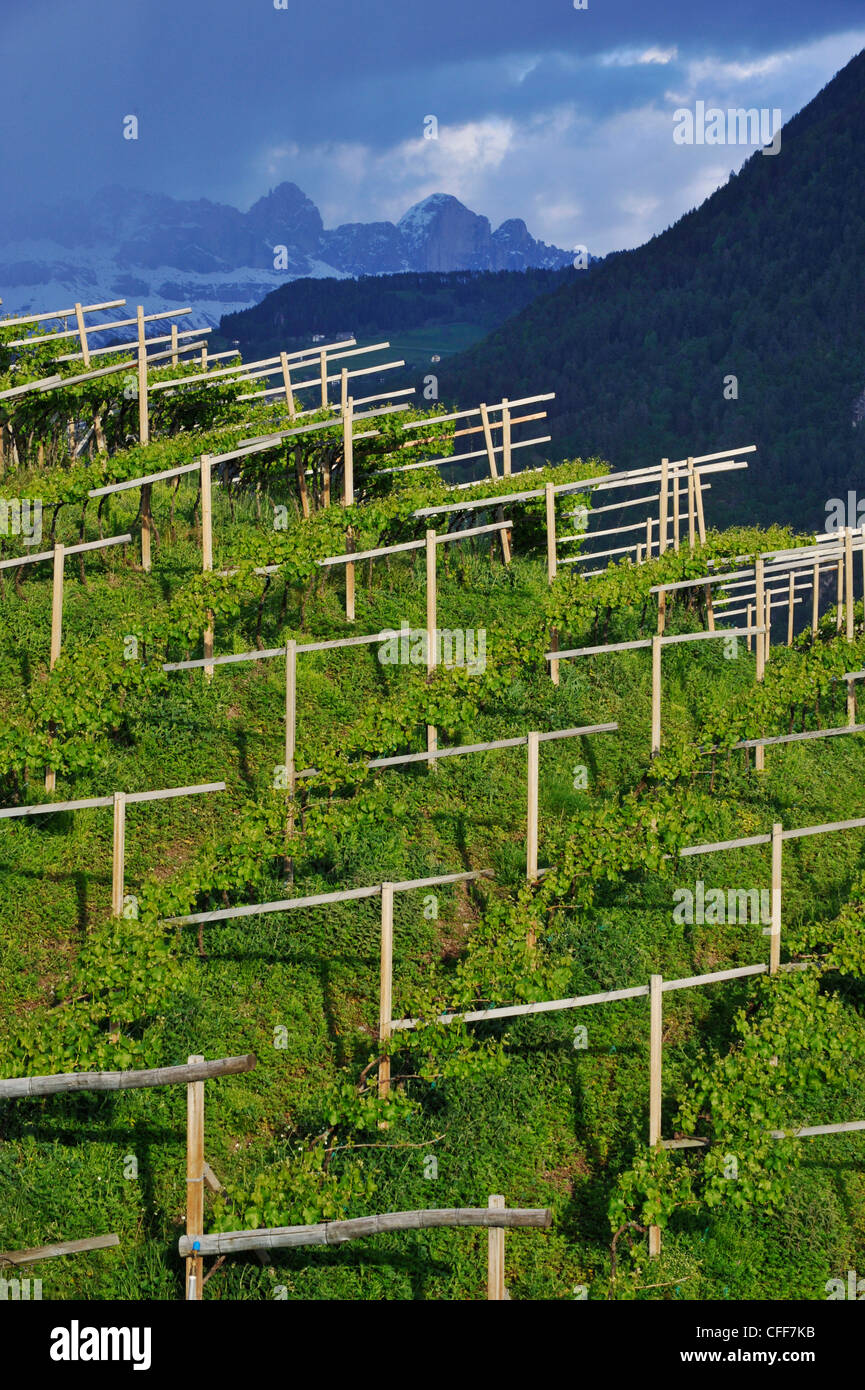 Regione viticola, Rosengarten, Dolomiti, Alto Adige, Alto Adige, Italia Foto Stock