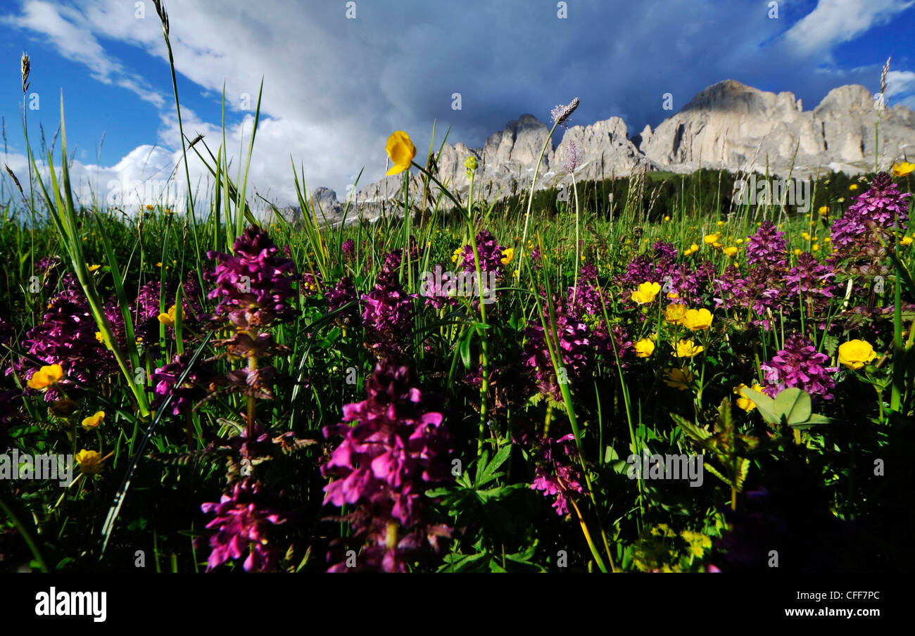 Prati in fiore, l'estate in montagna, Eggen valley, Carezza, Alto Adige, Alto Adige, Italia Foto Stock