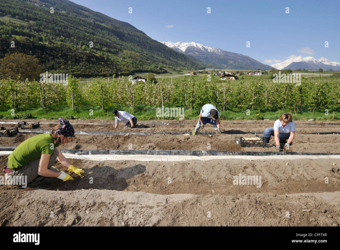 La gente la raccolta di asparagi, Val Venosta, Alto Adige, Alto Adige, Italia Foto Stock
