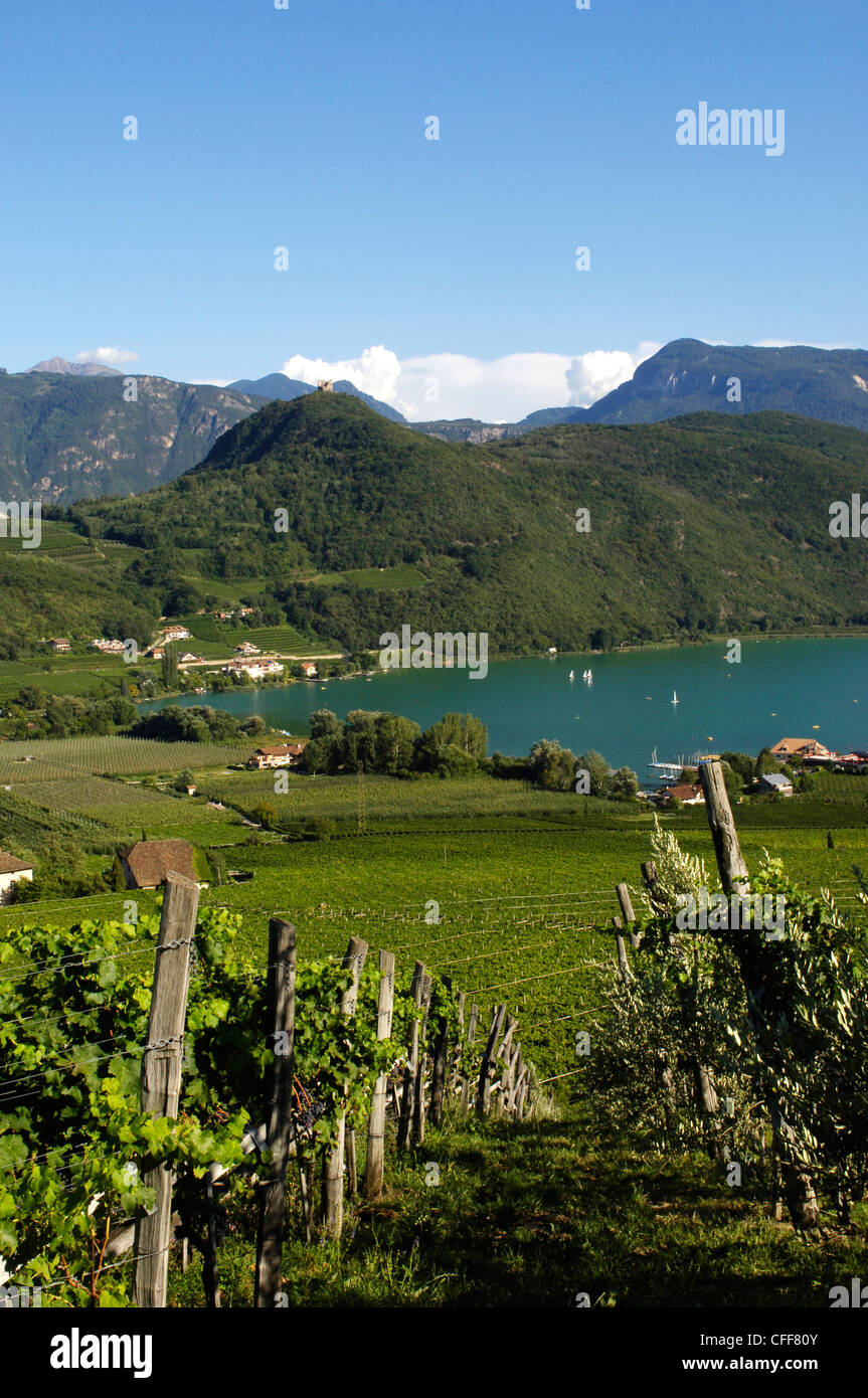 Vigneti attorno al lago di Caldaro, Bolzano, Alto Adige, Alto Adige, Italia Foto Stock