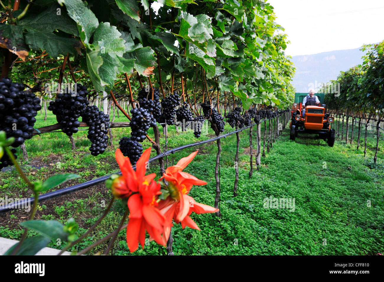 Vite agricoltore la raccolta di uva, Andriano, Alto Adige, Alto Adige, Italia Foto Stock
