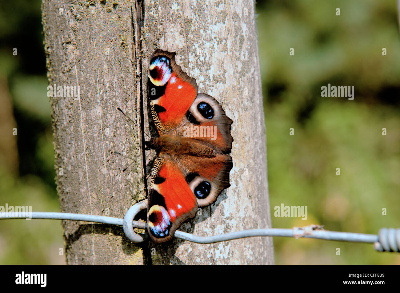 Farfalle farfalla pavone Foto Stock