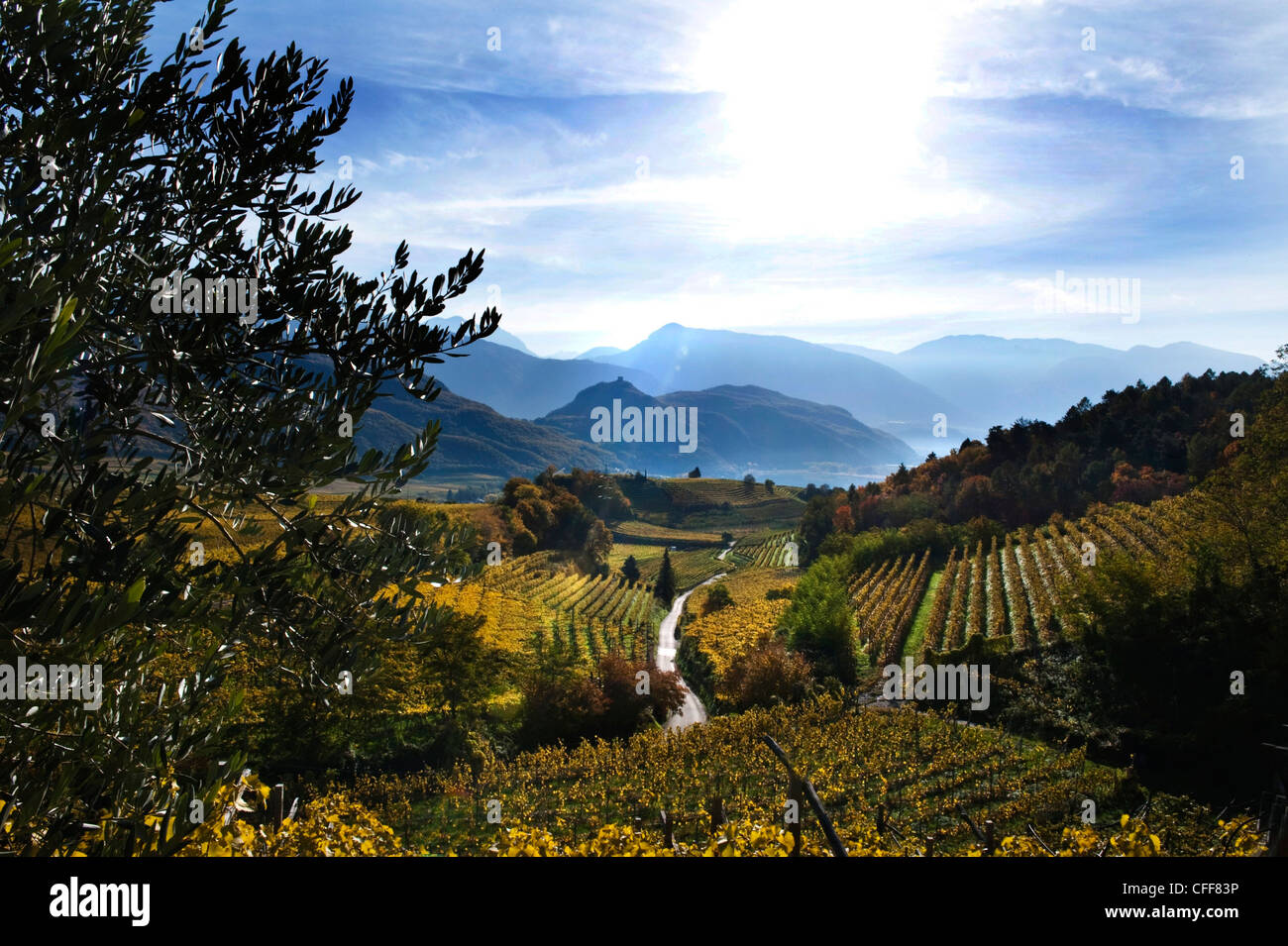 Vigneti nella luce del sole in autunno, Kaltern an der Weinstrasse, Sud Tirolo, Alto Adige, Italia, Europa Foto Stock