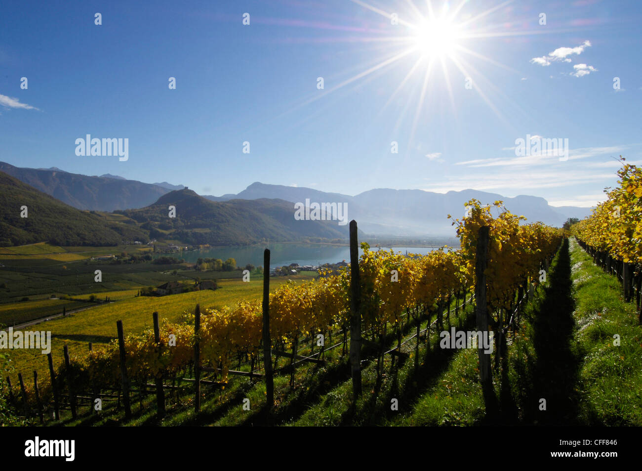 Vigneto al lago di Caldaro nella luce del sole, Kaltern an der Weinstrasse, Sud Tirolo, Alto Adige, Italia, Europa Foto Stock