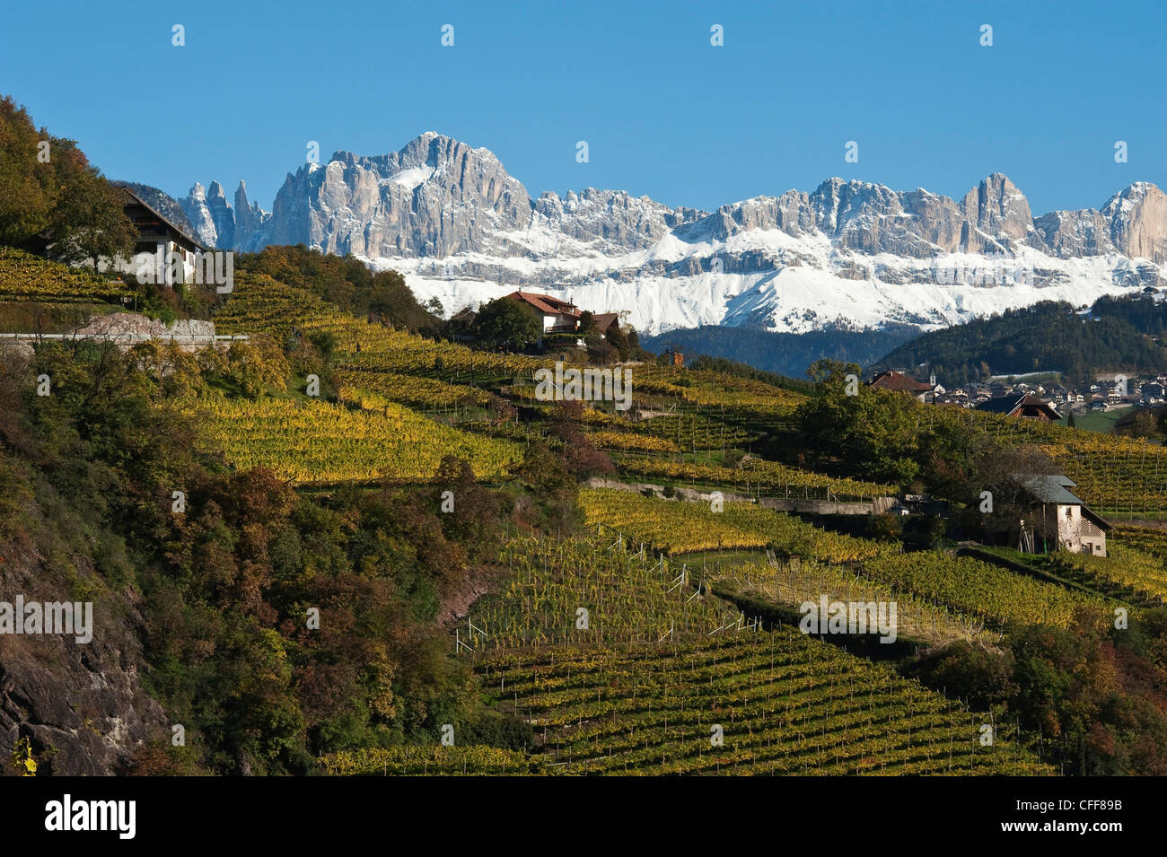 Vigneti nella parte anteriore della gamma della montagna in autunno, Dolomiti, Alto Adige, Italia, Europa Foto Stock