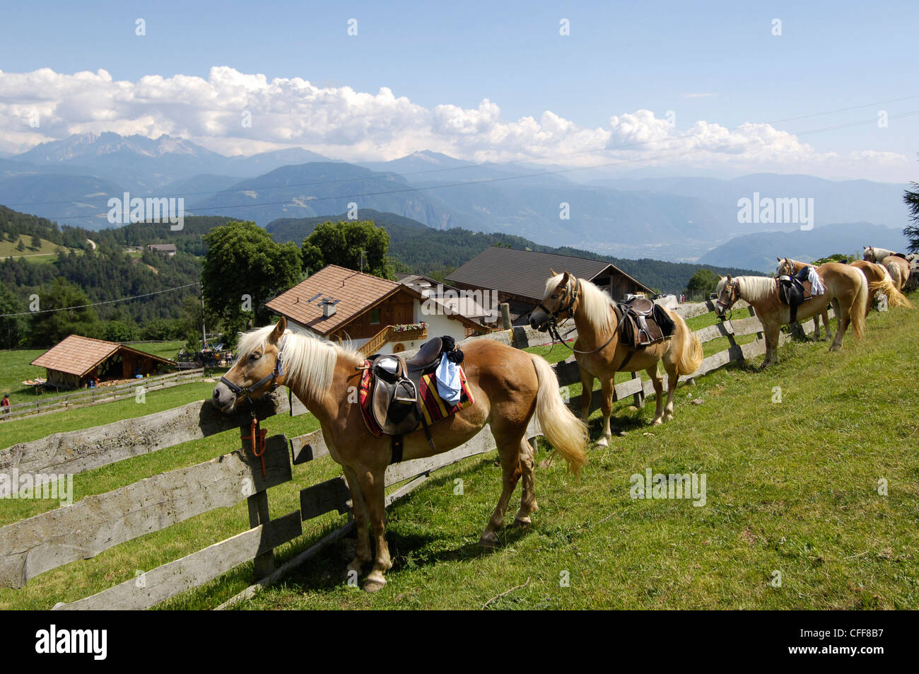 Cavalli con la sella in corrispondenza di una staccionata in legno, San Genesio, Tschoegglberg, Sud Tirolo, Alto Adige, Italia, Europa Foto Stock