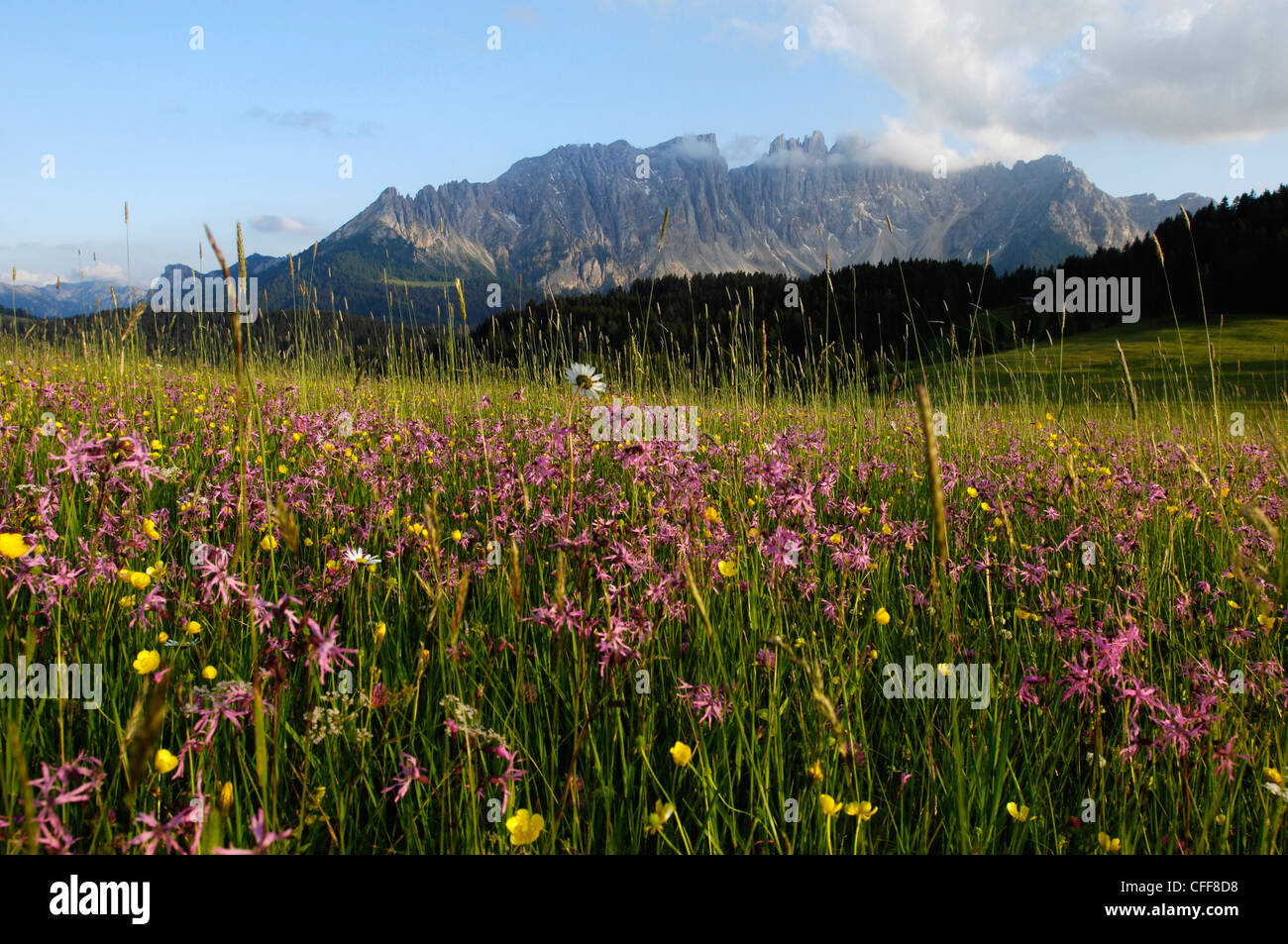 Prato alpino di fiori nella parte anteriore del paesaggio di montagna, del  Latemar, Eggental valle Dolomiti Alto Adige, Alto Adige, Italia, Eur Foto  stock - Alamy