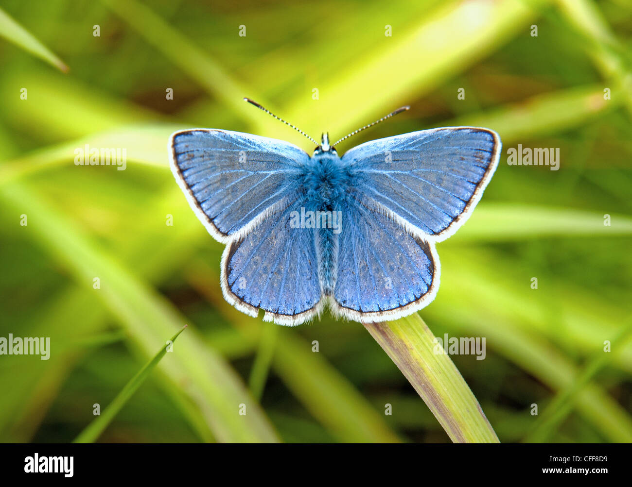 Farfalle blu comune butterfly Foto Stock