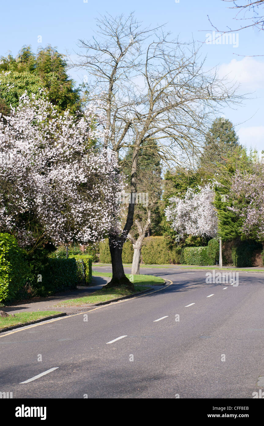 Alberi a fioritura primaverile nel Surrey, Inghilterra Foto Stock