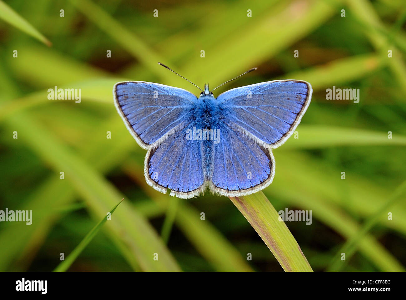 Farfalle blu comune butterfly Foto Stock