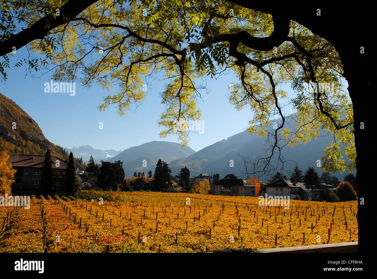 Vigna e del paesaggio di montagna nella luce del sole, Bolzano, Alto Adige, Alto Adige, Italia, Europa Foto Stock