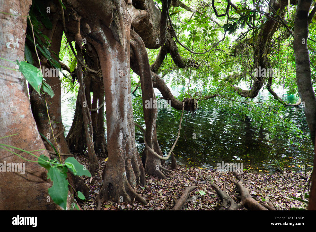 Strangler Fig Tree nella foresta pluviale, Lago Eacham Nationalpark, altopiano di Atherton, Queensland, Australia Foto Stock