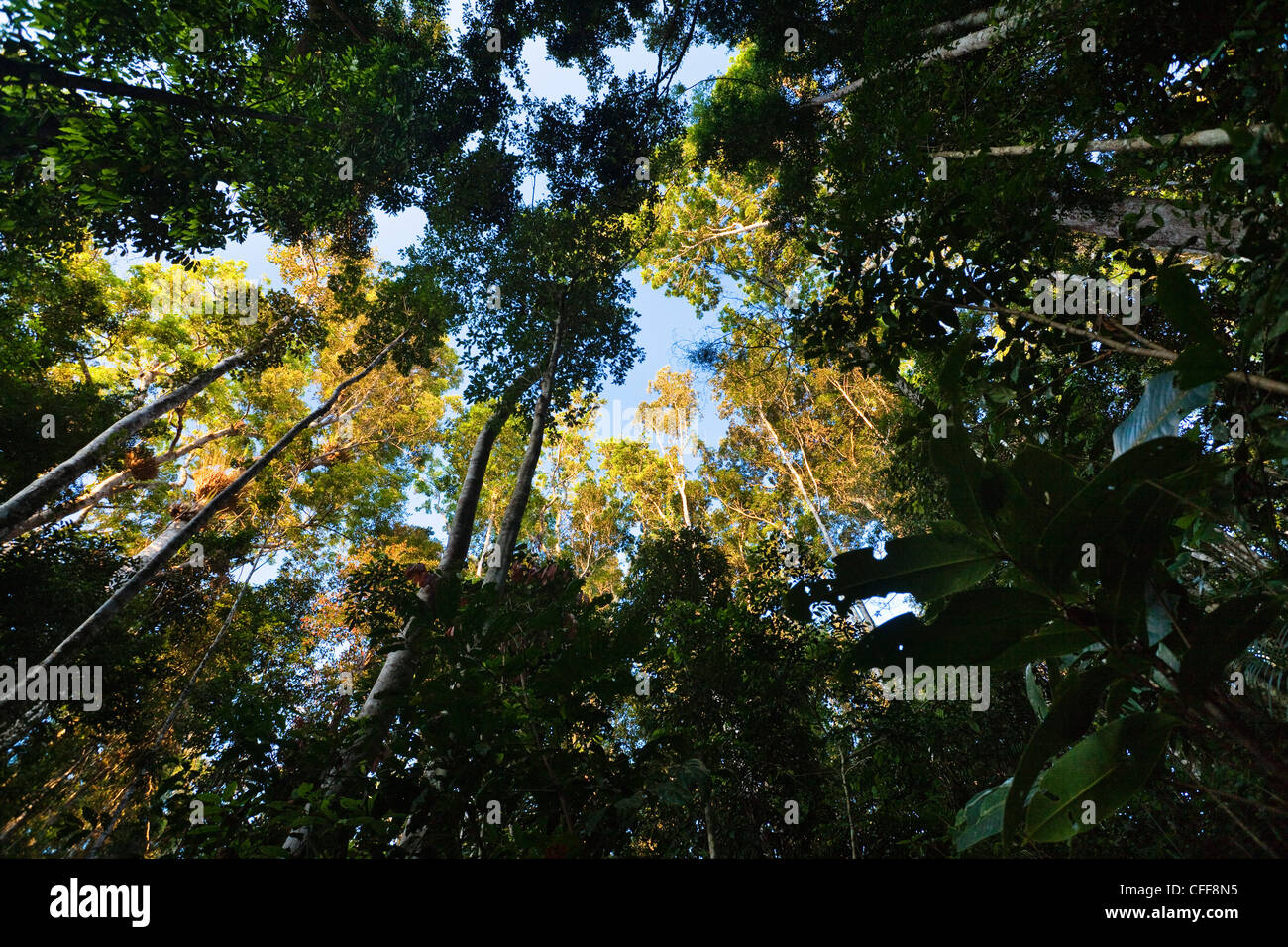 Basso angolo vista degli alberi della foresta pluviale, altopiano di Atherton, Queensland, Australia Foto Stock