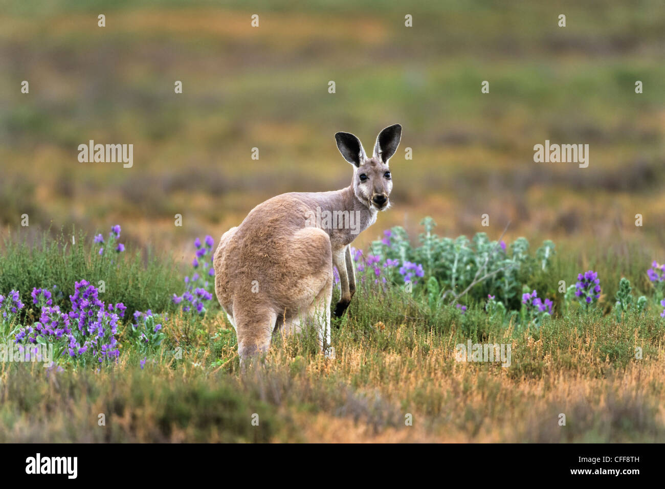 Canguro rosso, femmina, Macropus rufus, Flinders Ranges National Park, Sud Australia Foto Stock